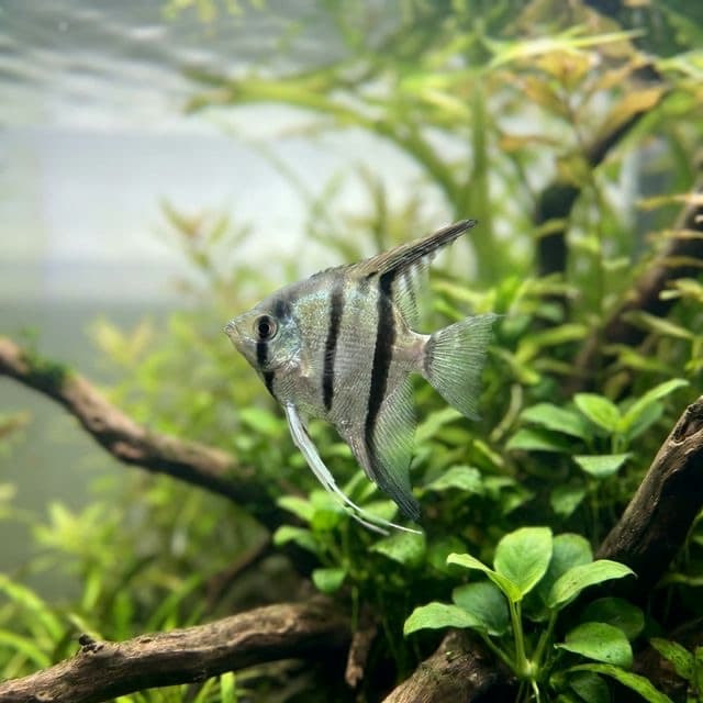 The Angelfish: Pterophyllum scalare