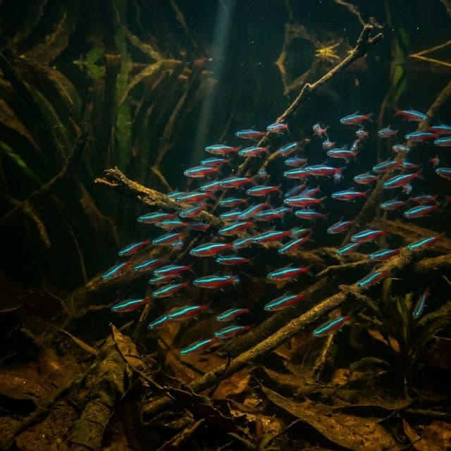 The Cardinal Tetra: Paracheirodon axelrodi