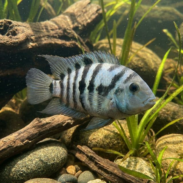 The Convict Cichlid: Amatitlania nigrofasciata