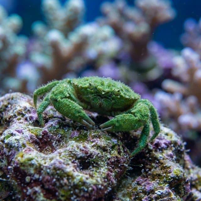 Marine hermit crab (reef clean-up crew)