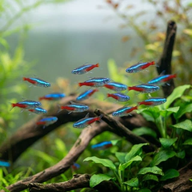 The Neon Tetra: Paracheirodon innesi
