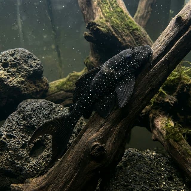The Adonis Plec: Acanthicus adonis