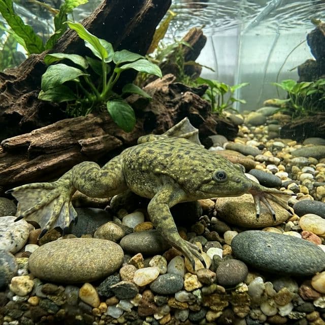 African Clawed Frog: Xenopus laevis