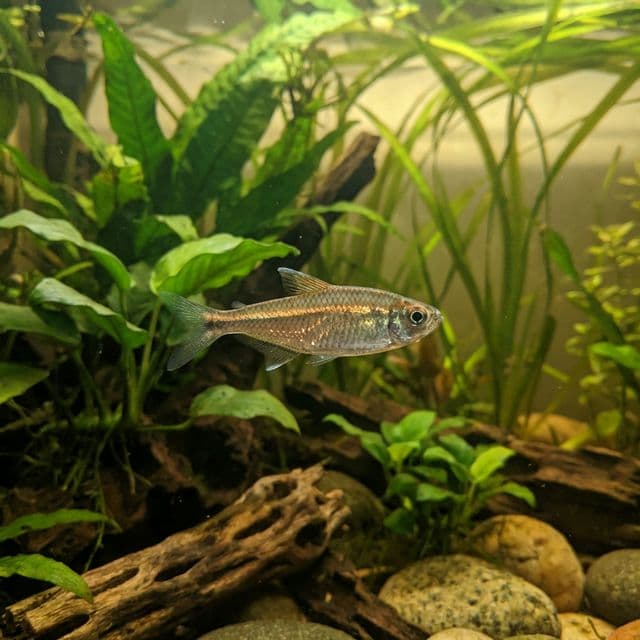 African Copper Ribbon Tetra: Rhabdalestes septentrionalis