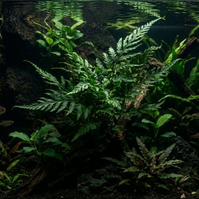 Fougère aquatique africaine : Bolbitis heudelotii