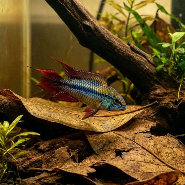 Cichlidé nain d’Agassiz