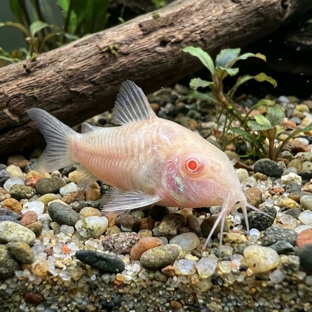 Albino Bronze Cory: Osteogaster aeneus (albino)