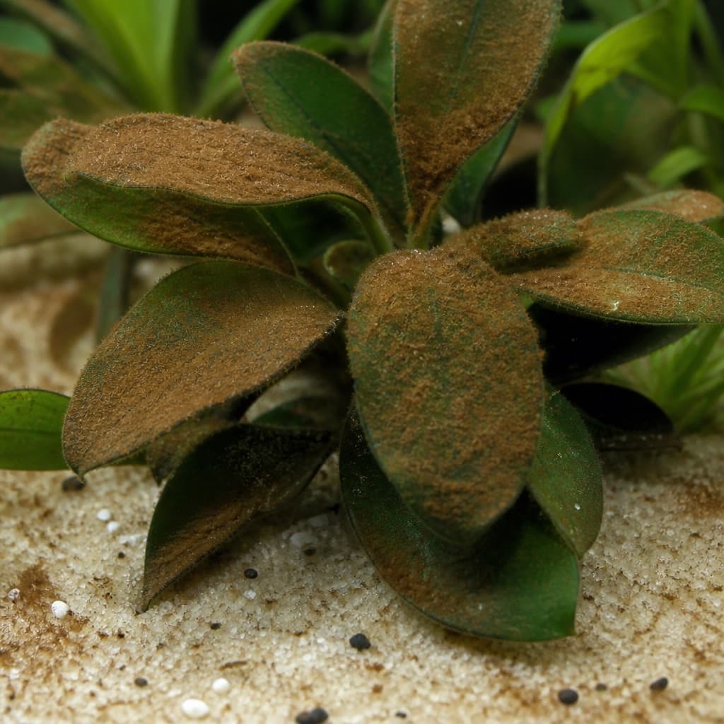 Brown dust / diatoms: Identification & Treatment