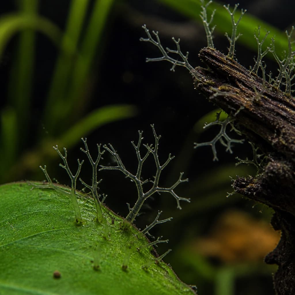 Staghorn algae: Identification & Treatment