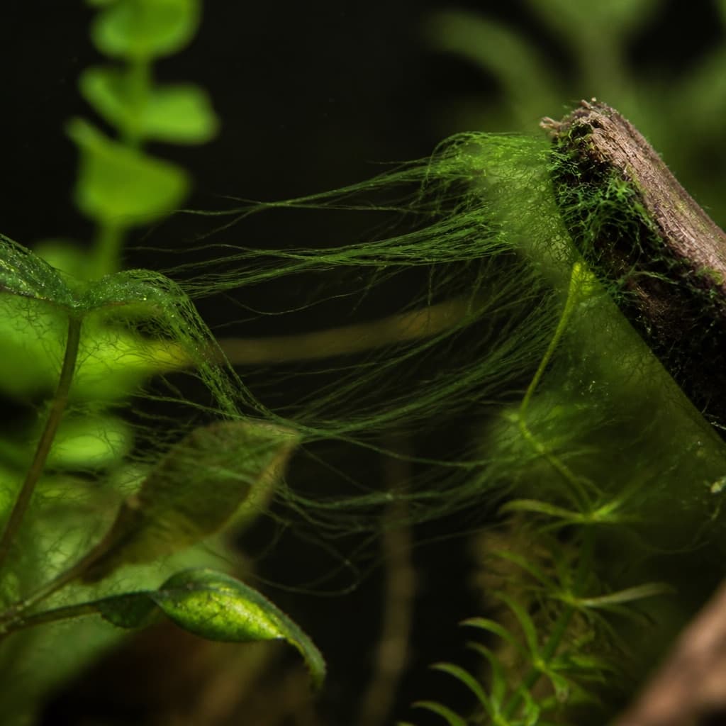 Aquarium Algae Types: Complete Identification Guide