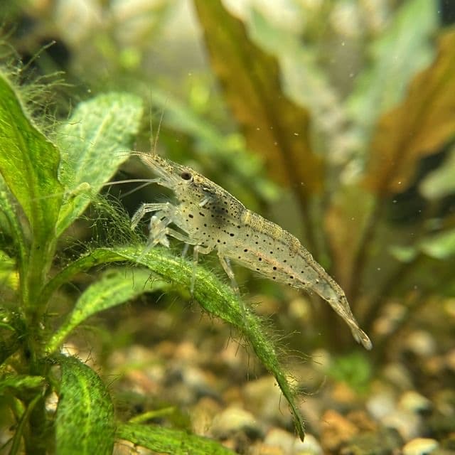Ghost shrimp (freshwater shrimp)