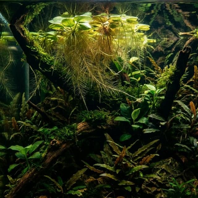 Grenouillette amazonienne : Limnobium laevigatum
