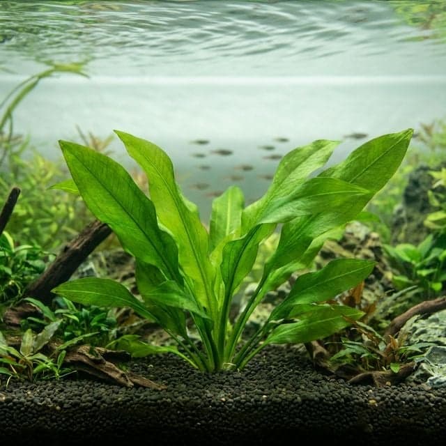Noções básicas de cuidados com plantas em aquários plantados