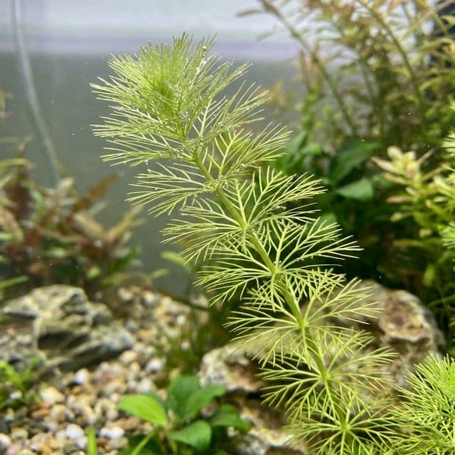 Ambulia: Limnophila sessiliflora