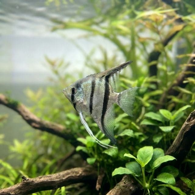 Angelfish Aggression: Why They Turn on Each Other