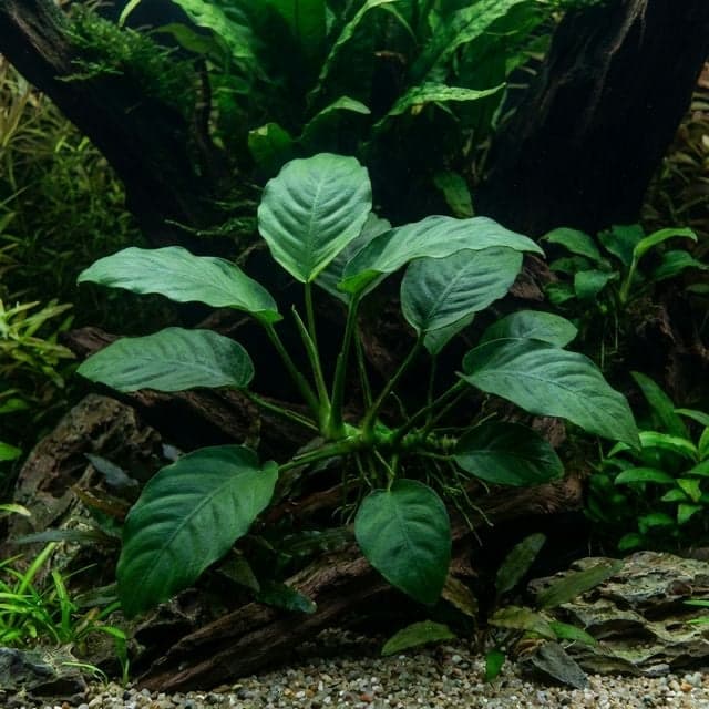 Anubias afzelii