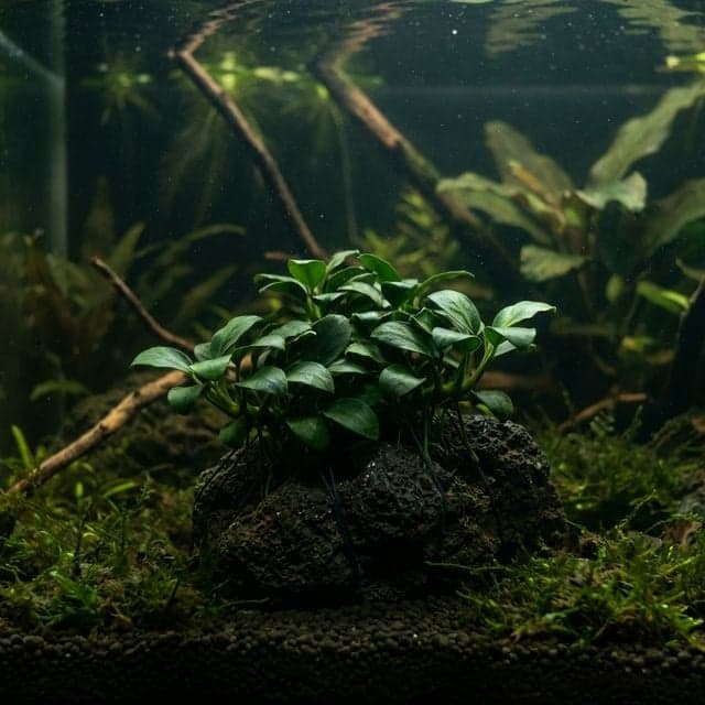 Anubias barteri : var. nana petite