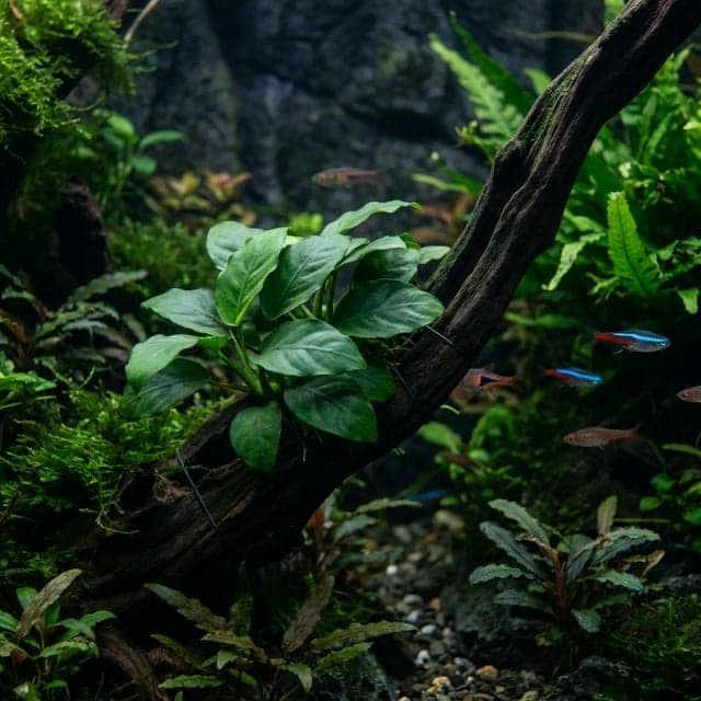 Anubias barteri: var. nana