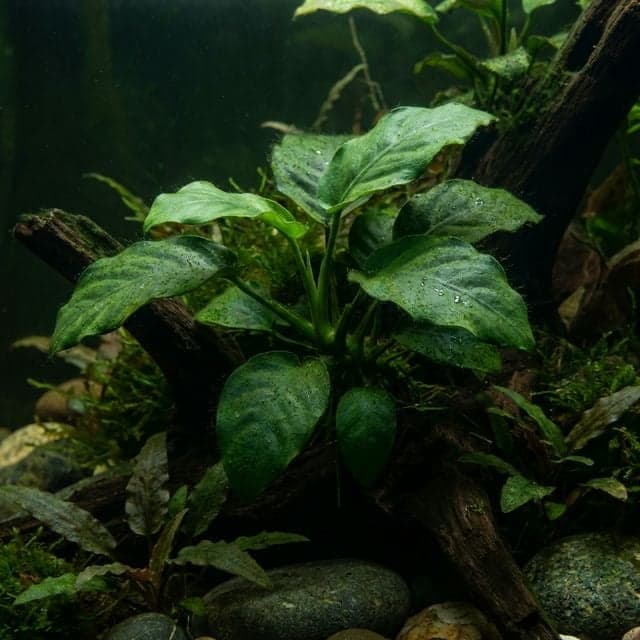 L'indestructible : Anubias Barteri var. Nana