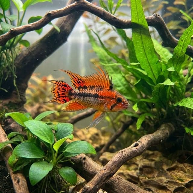 The Cockatoo Dwarf Cichlid: Apistogramma cacatuoides