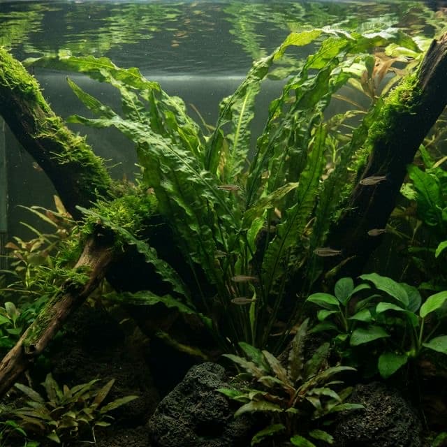 Aponogeton longiplumulosus