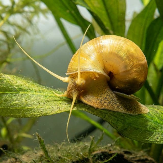 Escargot Pommes : Pomacea sp.