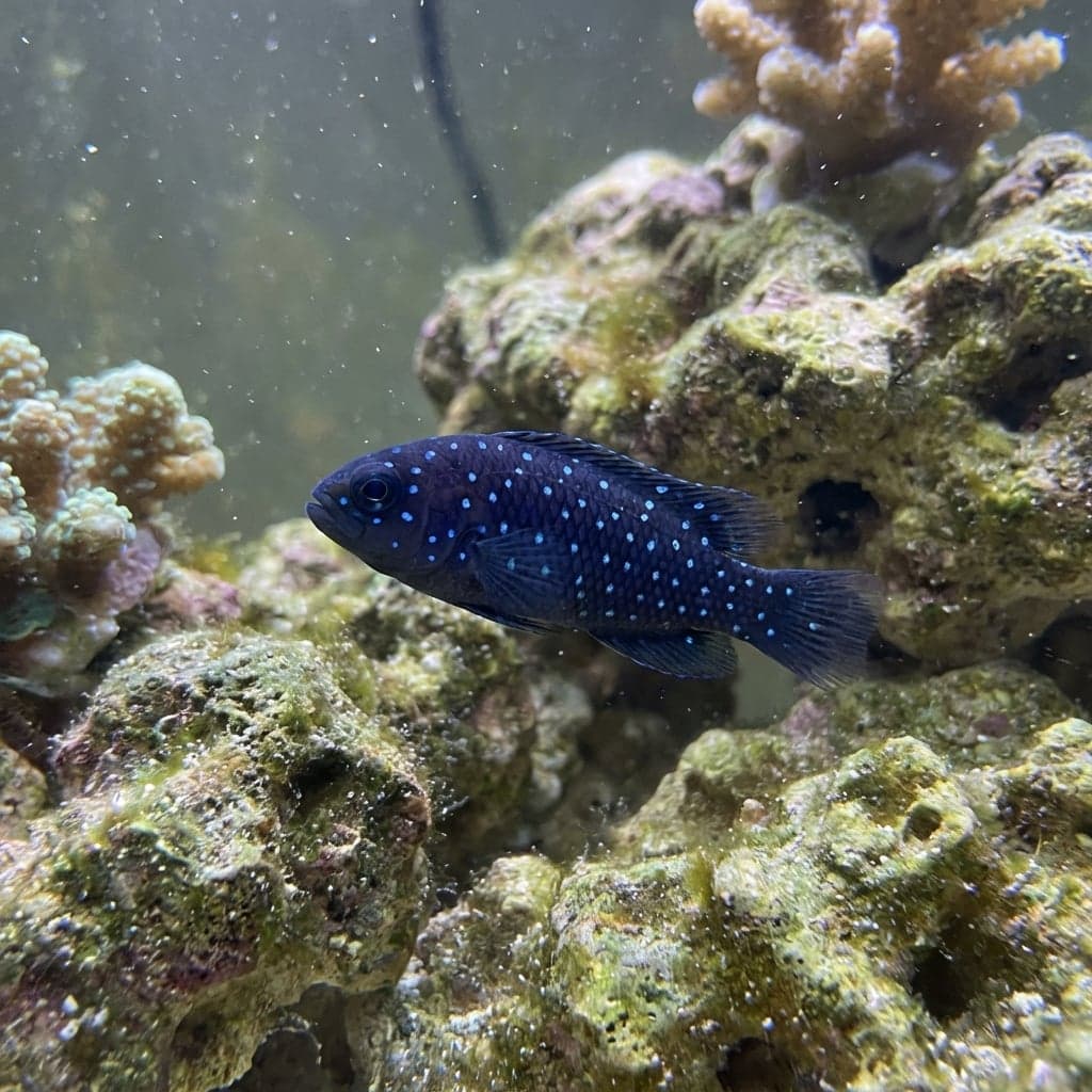 Arabian Dottyback