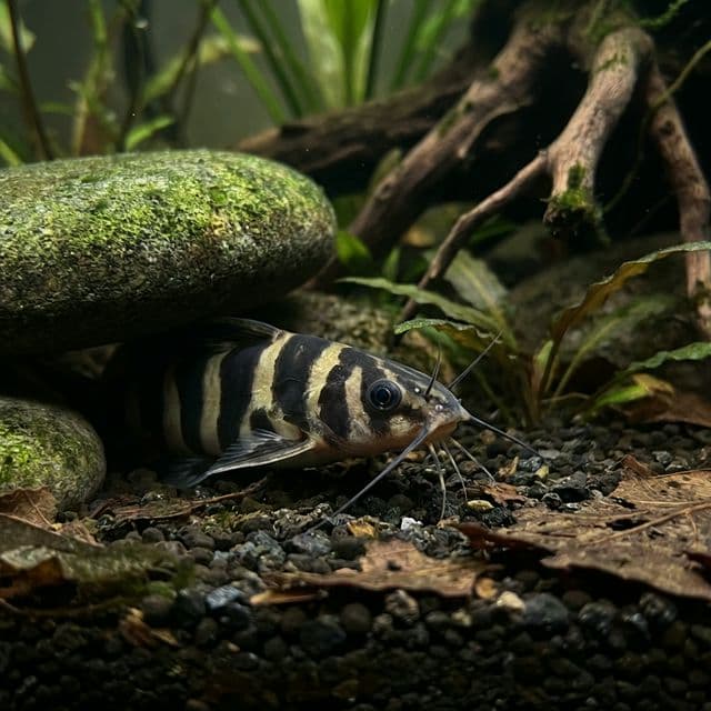 Asian Bumblebee Catfish: Pseudomystus siamensis