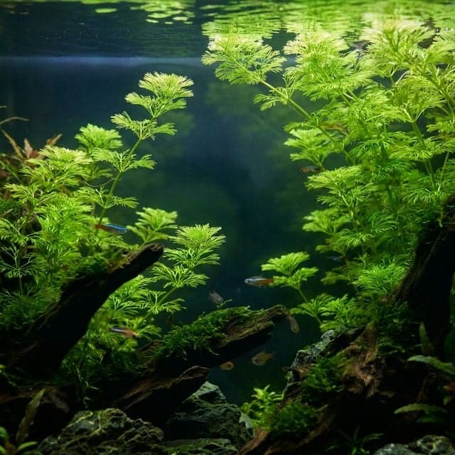 Asian Marshweed: Limnophila sessiliflora