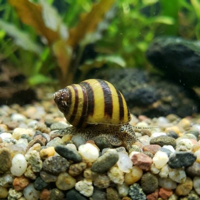 The Assassin Snail: Clea helena