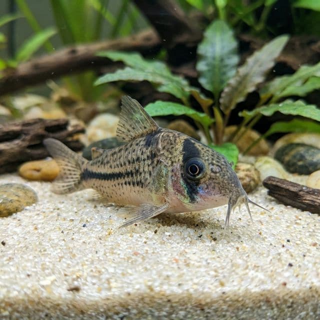 Axelrod's Cory