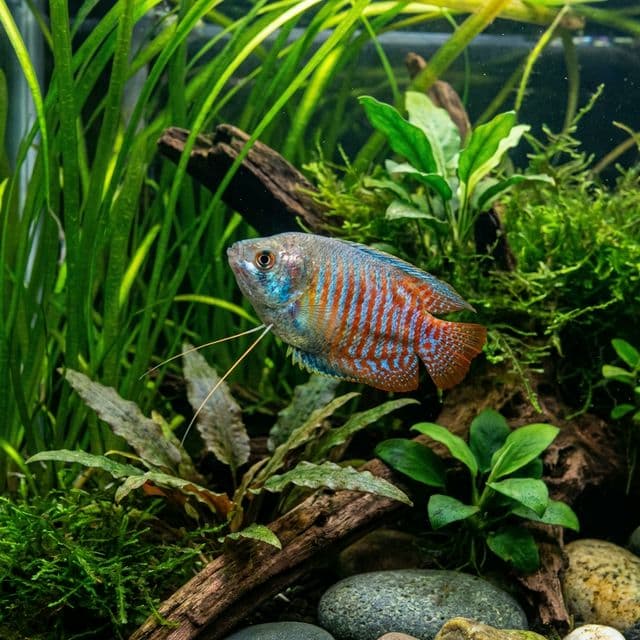 Banded Gourami: Trichogaster bejeus