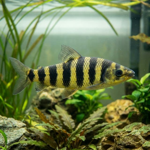 Banded Leporinus: Leporinus fasciatus