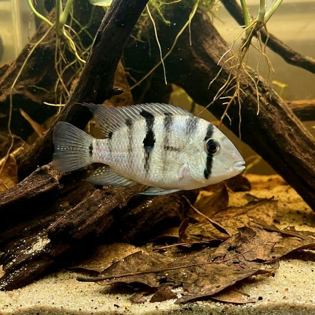 Bandit Cichlid: Guianacara spp.