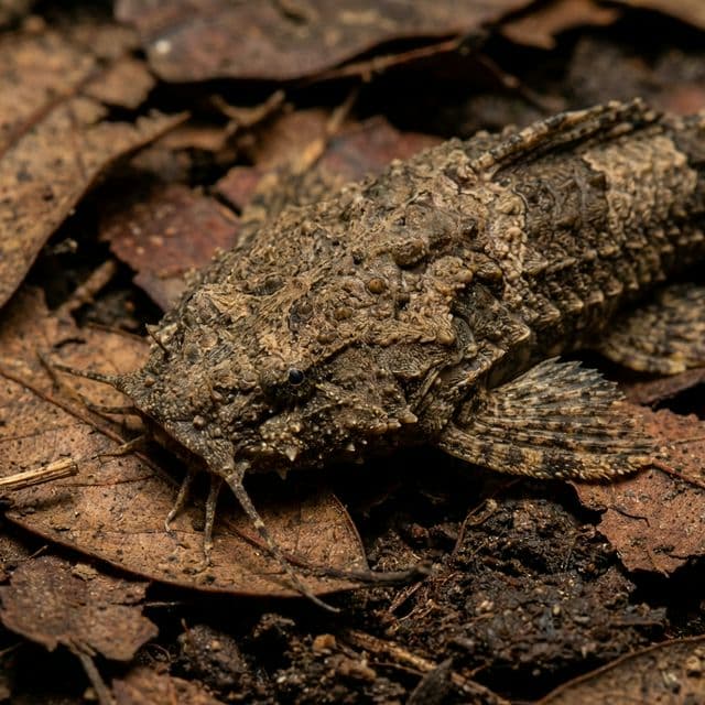 The Banjo Catfish: Bunocephalus coracoideus