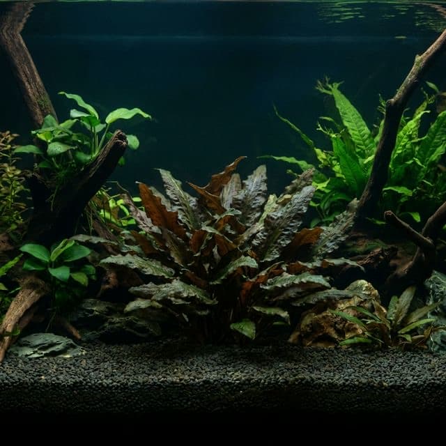 Cryptocoryne beckettii: Beckett's Water Trumpet