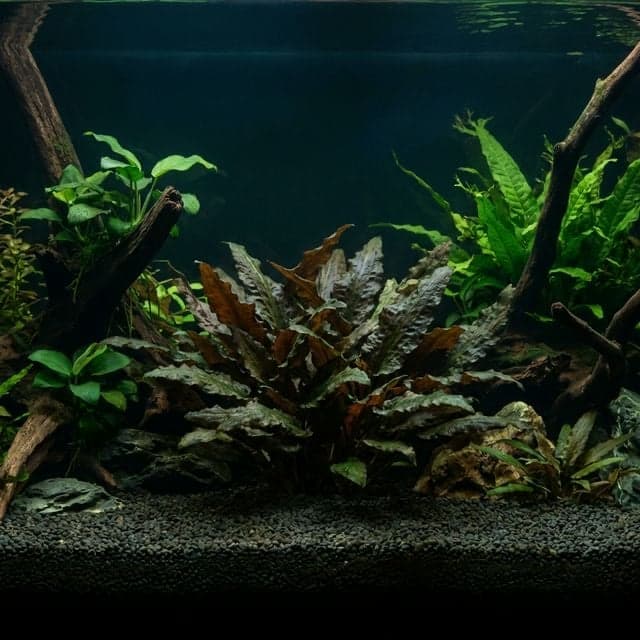 Cryptocoryne beckettii : cryptocoryne de Beckett