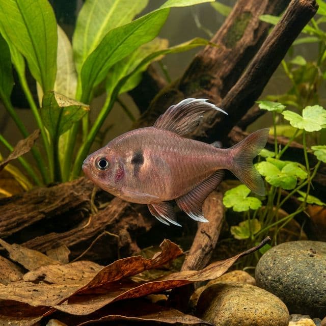 Bentosi Tetra: Megalamphodus bentosi