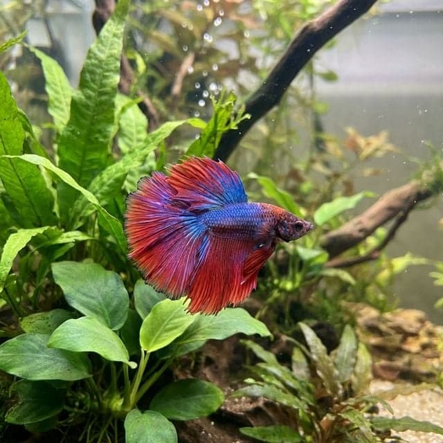 How Long Do Bettas Live? Lifespan and How to Extend It