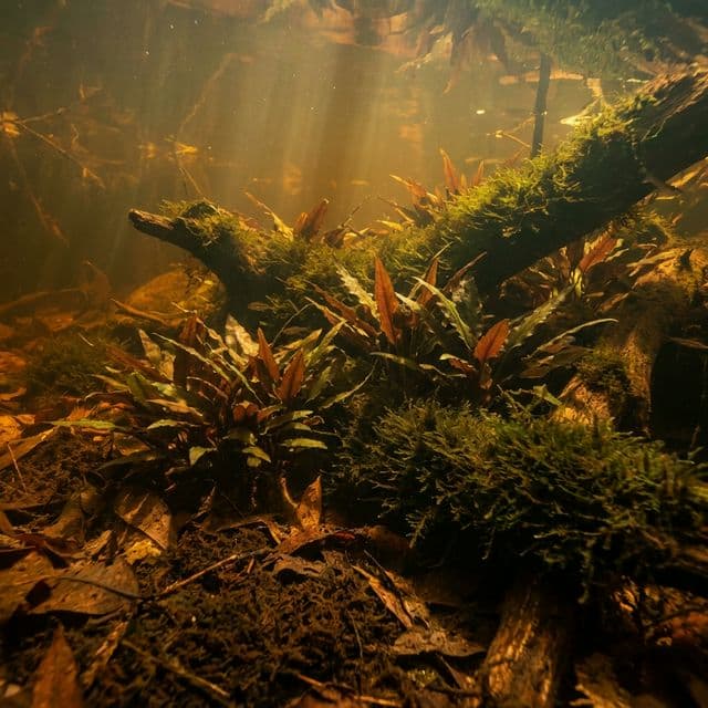 Sumatra
