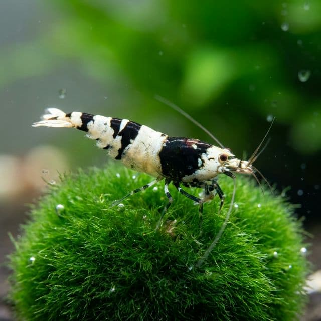 Black Crystal Bee Shrimp: Caridina cantonensis