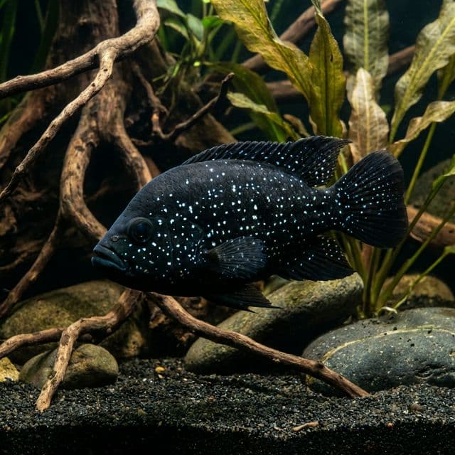 Cichlidé Diamant Noir