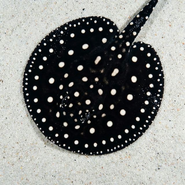 Black Diamond Stingray: Potamotrygon leopoldi