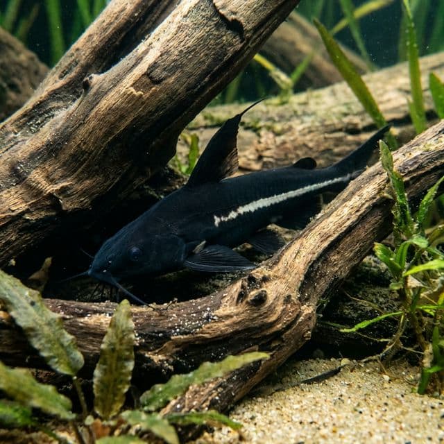 Poisson-chat Lancer Noir : Bagrichthys macracanthus