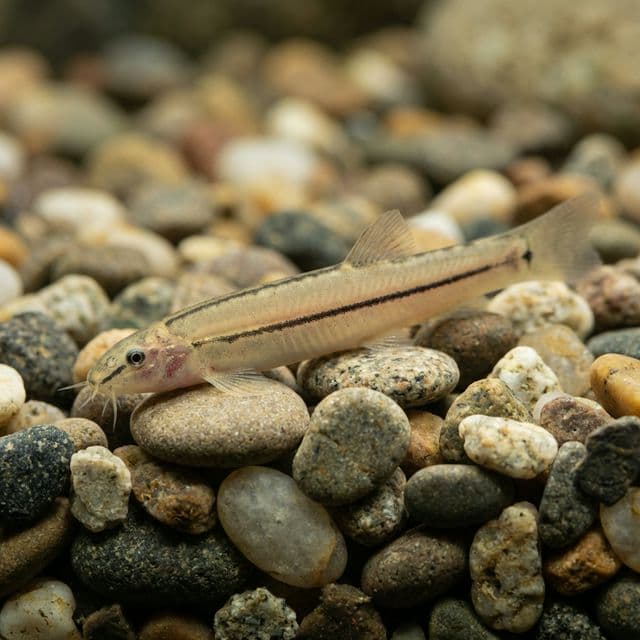 Loach à bandes noires