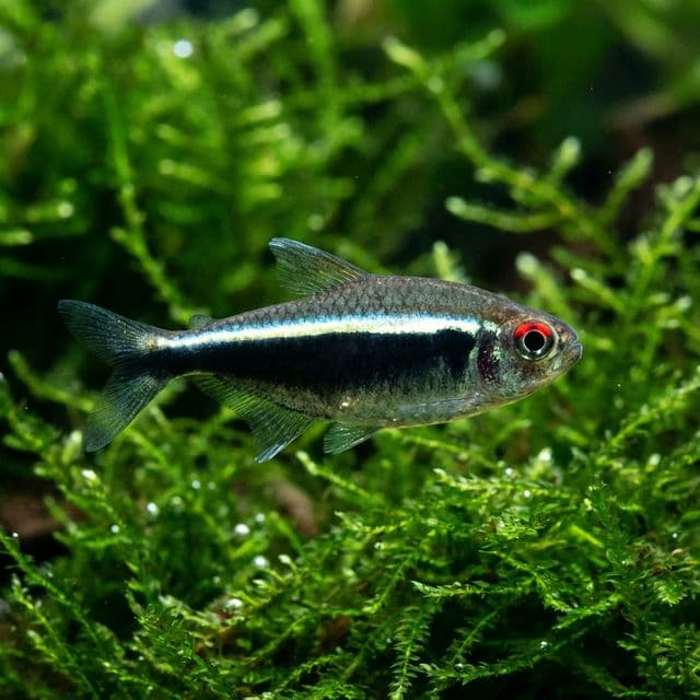 The Black Neon Tetra: Hyphessobrycon herbertaxelrodi