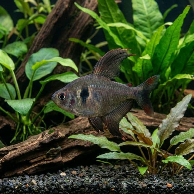 The Black Phantom Tetra: Hyphessobrycon megalopterus