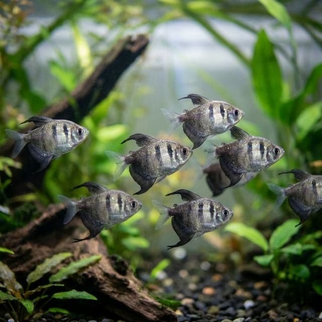 The Black Skirt Tetra: Gymnocorymbus ternetzi
