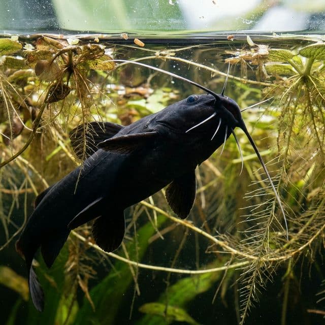 Black Upside-down Catfish