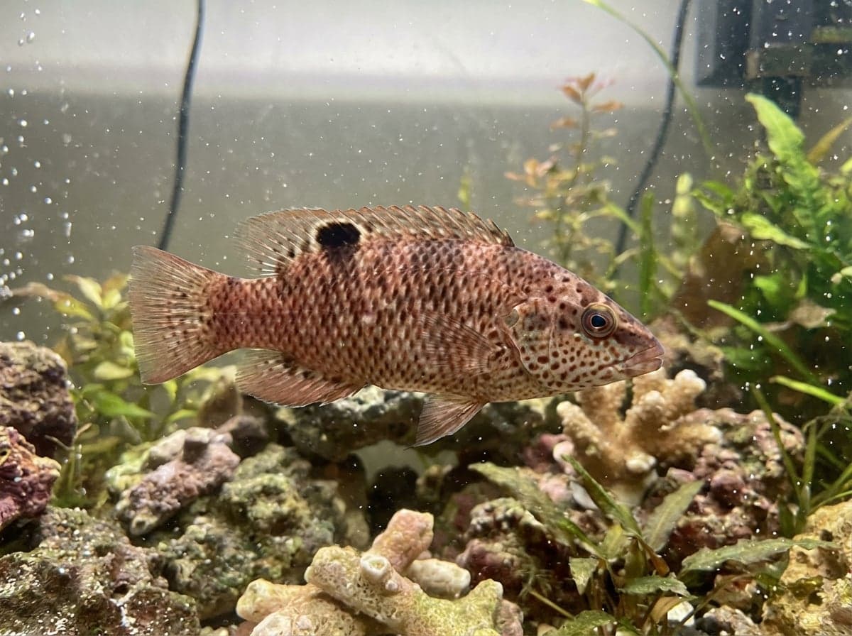 Poisson cochon à taches noires
